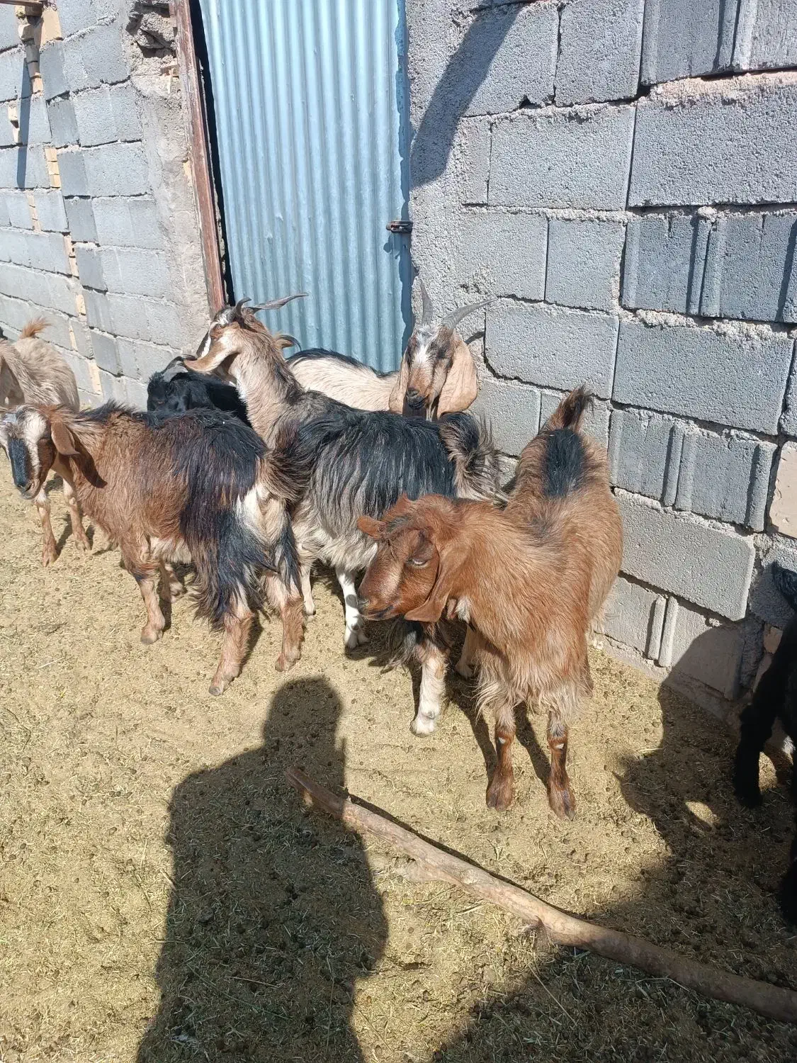 بزغاله الپاین|حیوانات مزرعه|شهرضا, |دیوار