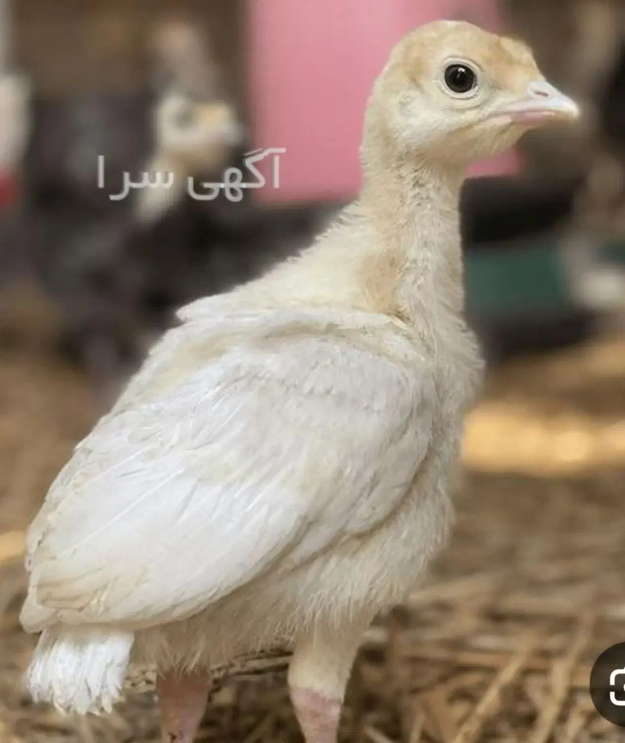 بوقلمون بیوتی یکماهه|حیوانات مزرعه|قم, هنرستان|دیوار