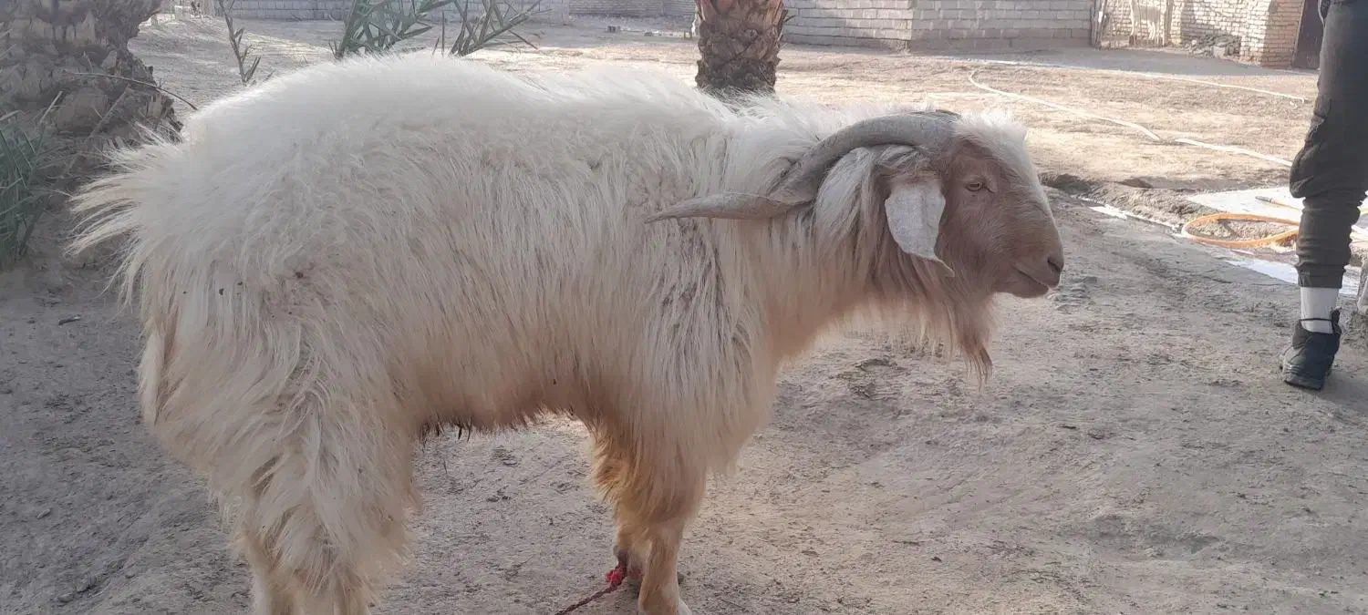 فروش یک راس بز نر|حیوانات مزرعه|ارزوئیه, |دیوار