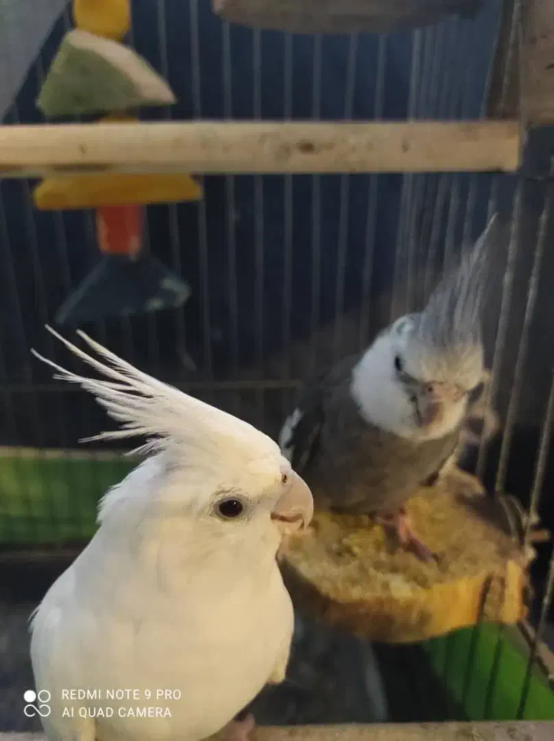 عروس هلند جفت نر و ماده مولد تخم گذار|پرنده|بندرعباس, |دیوار