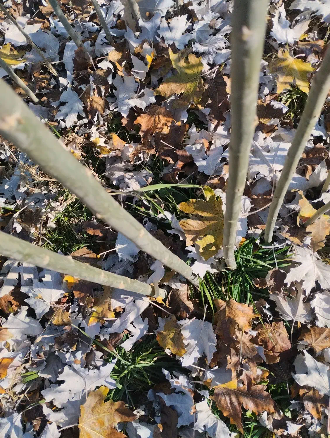 فروش نهال چیت و ترکیه|خدمات باغبانی و درختکاری|سلماس, |دیوار