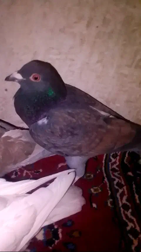 پرشی|پرنده|طاغنکوه, |دیوار