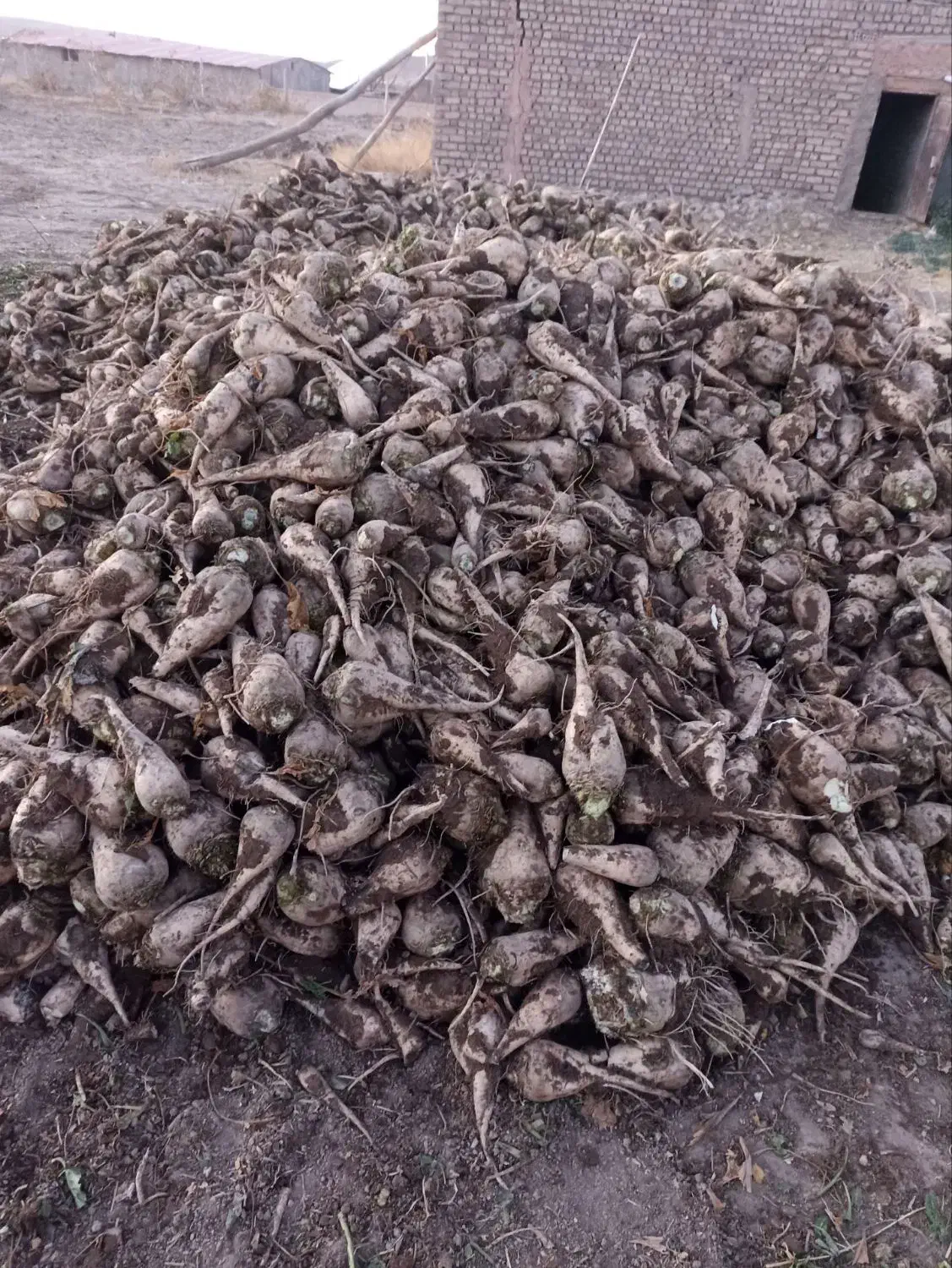 چغندر فروشی|خدمات باغبانی و درختکاری|خوشاب, |دیوار