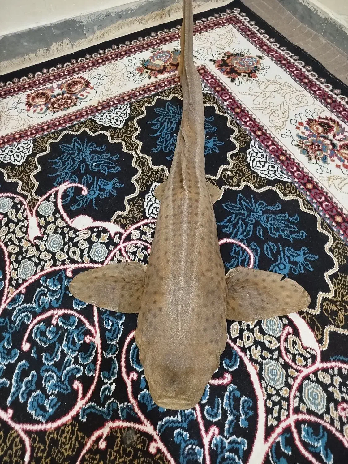 مجسمه ماهی|مجسمه، تندیس، ماکت|بوشهر, |دیوار