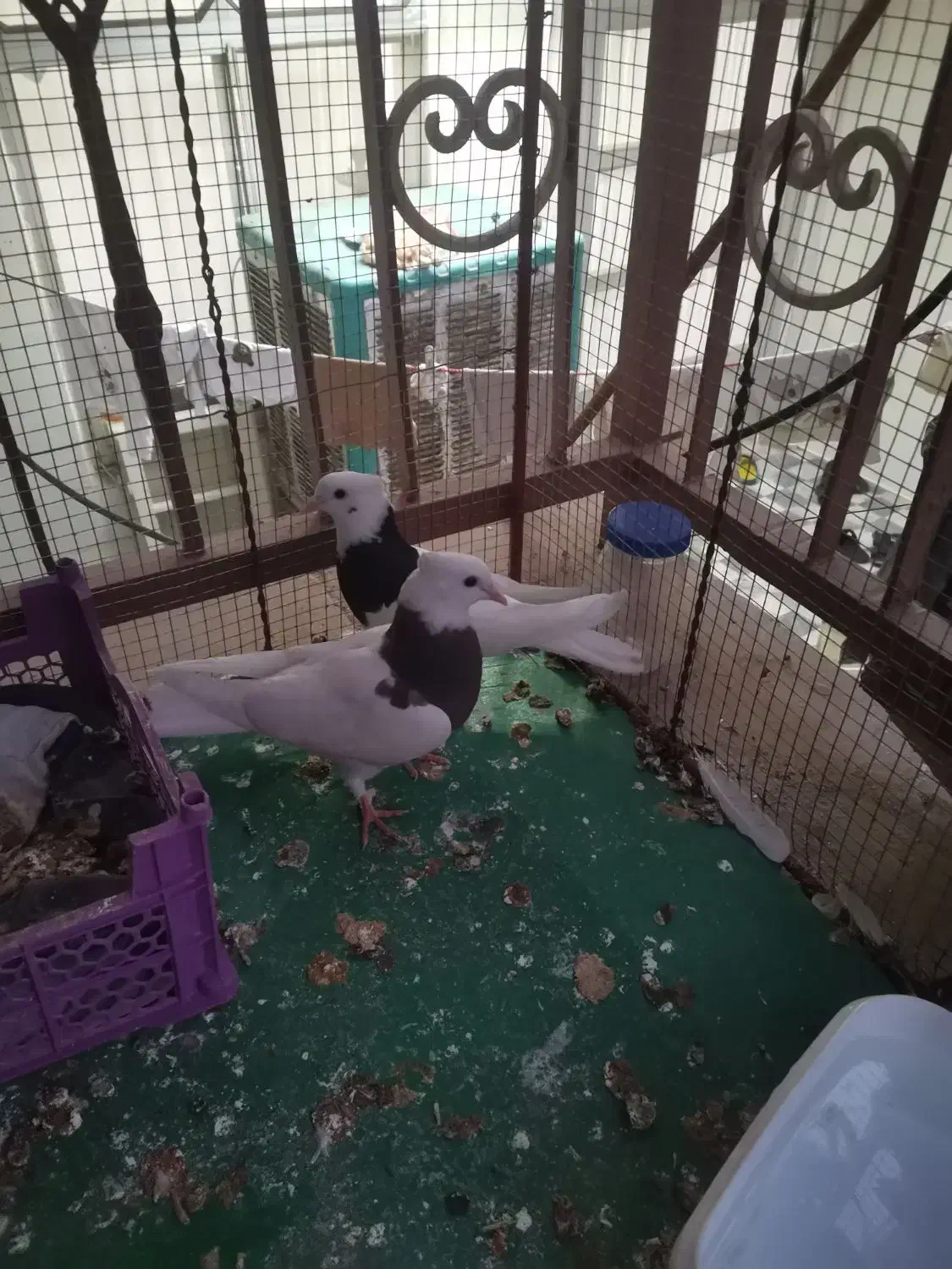 طوقی|پرنده|طبس, |دیوار