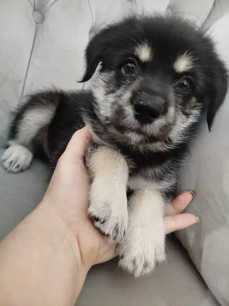 فروش سگ|سگ|تهران, شهرک ولیعصر جنوبی|دیوار