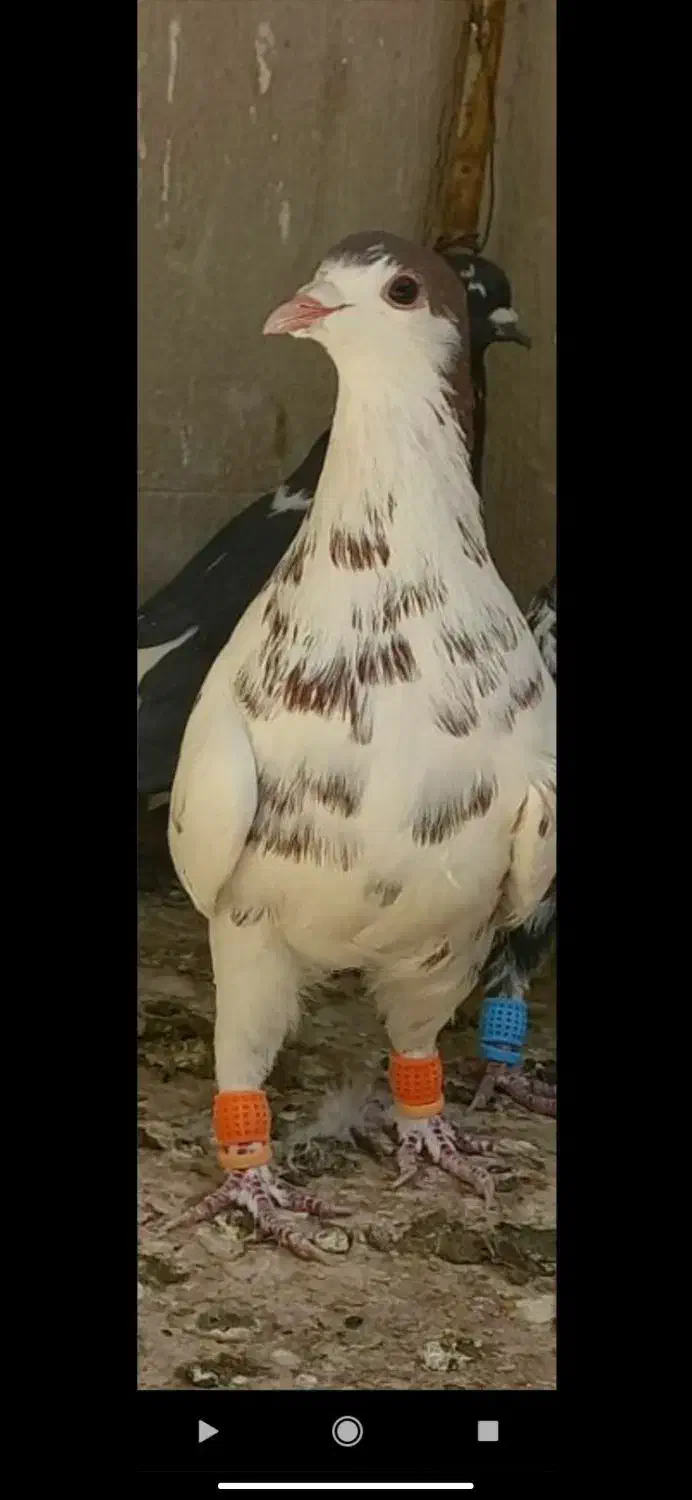 کفتر میزان|پرنده|قزوین, |دیوار