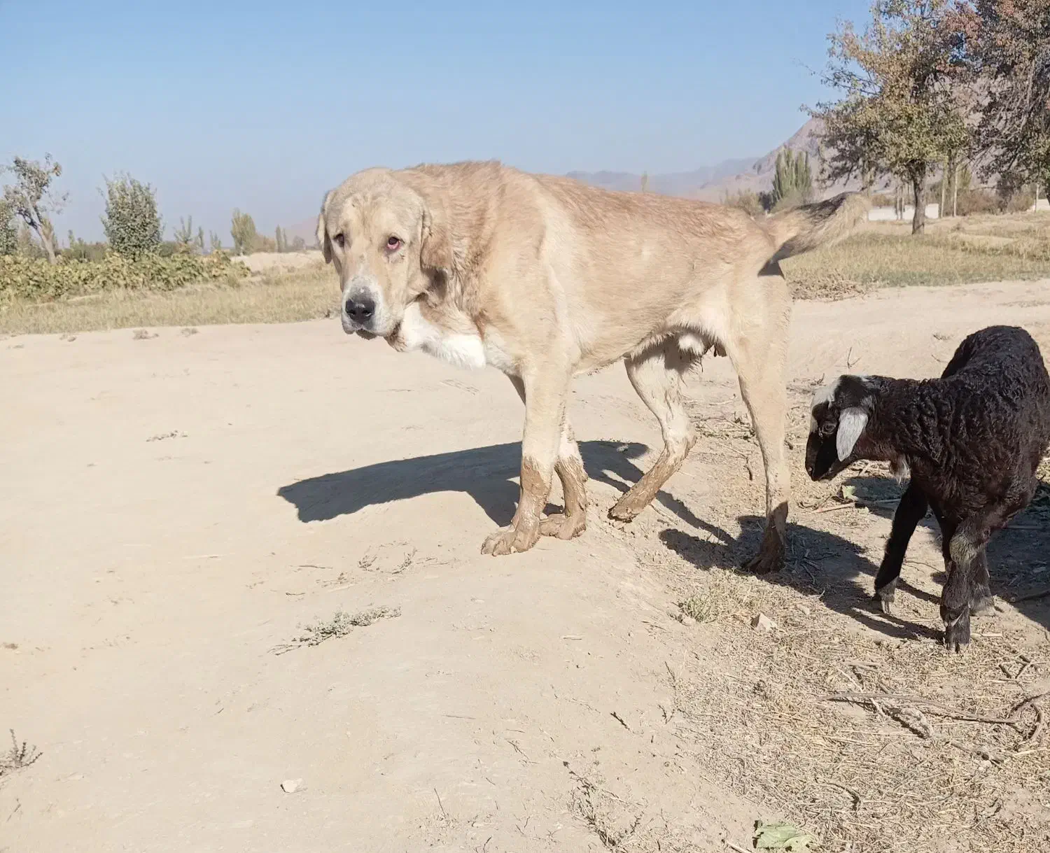 سگ پژدر عراقی|سگ|قره چای, |دیوار