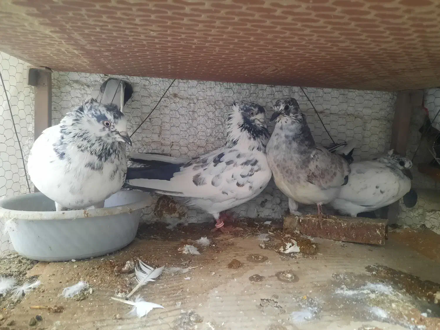 کفتر پرشی نرماده جور|پرنده|قم, حاج زینل|دیوار