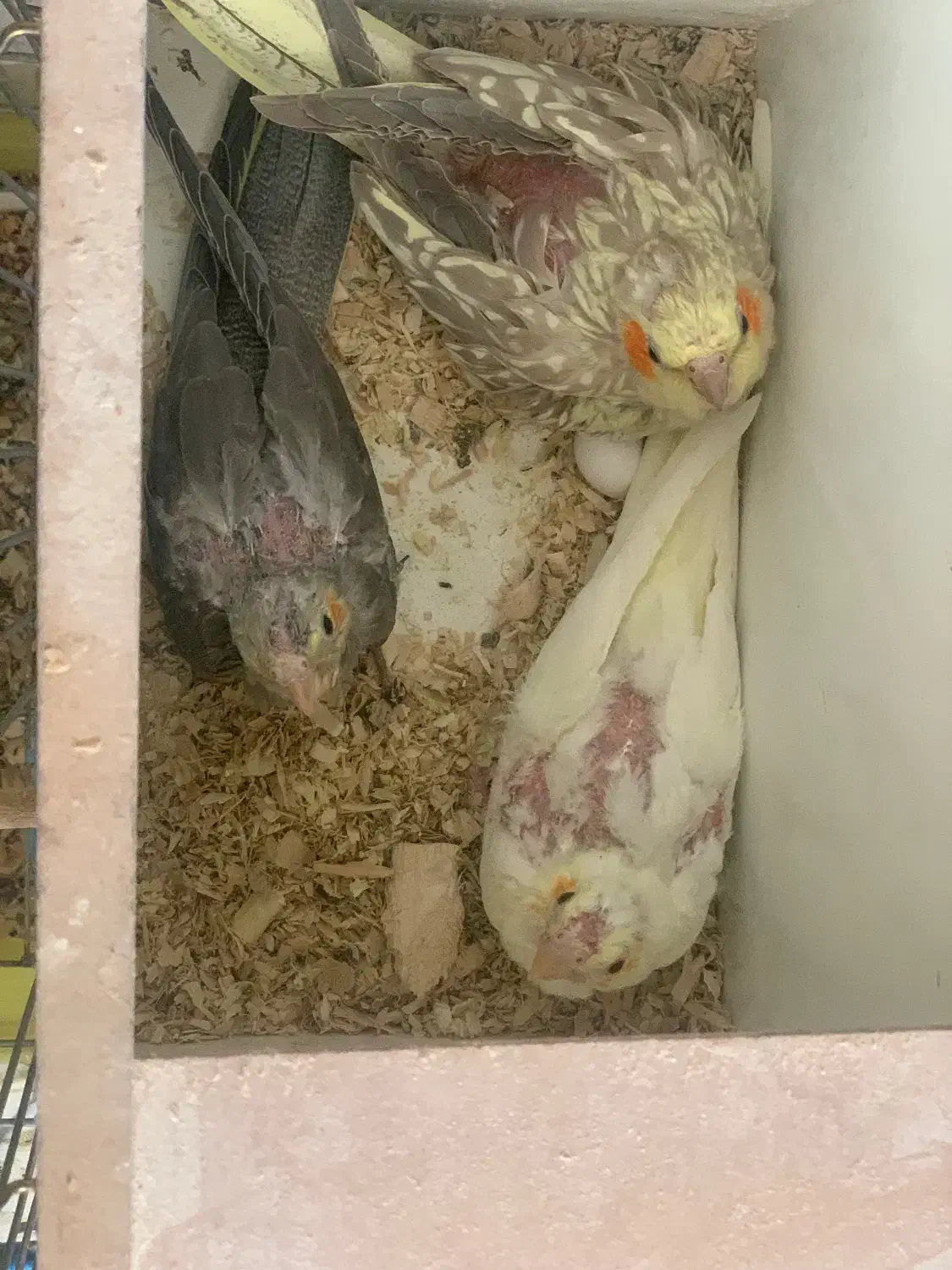 یک جفت عروس هلندی دو جوجه و ۵تخم|پرنده|محمدیه-قزوین, |دیوار