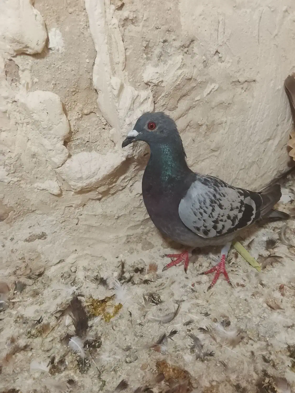 پلاکی|پرنده|مرودشت, پشت سایپا‎|دیوار