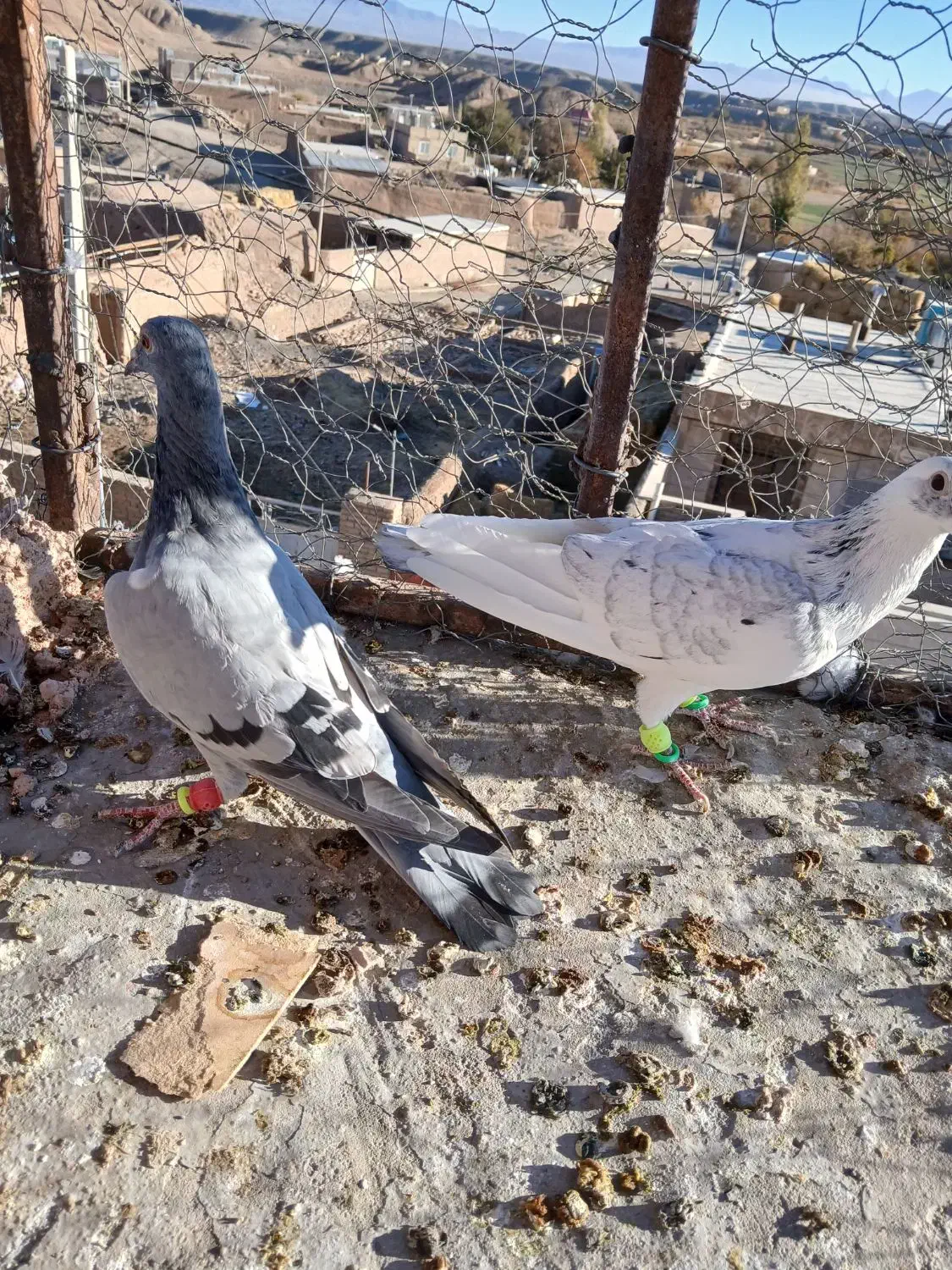 ۳تا گرفتنی|پرنده|سبزوار, رضوی|دیوار