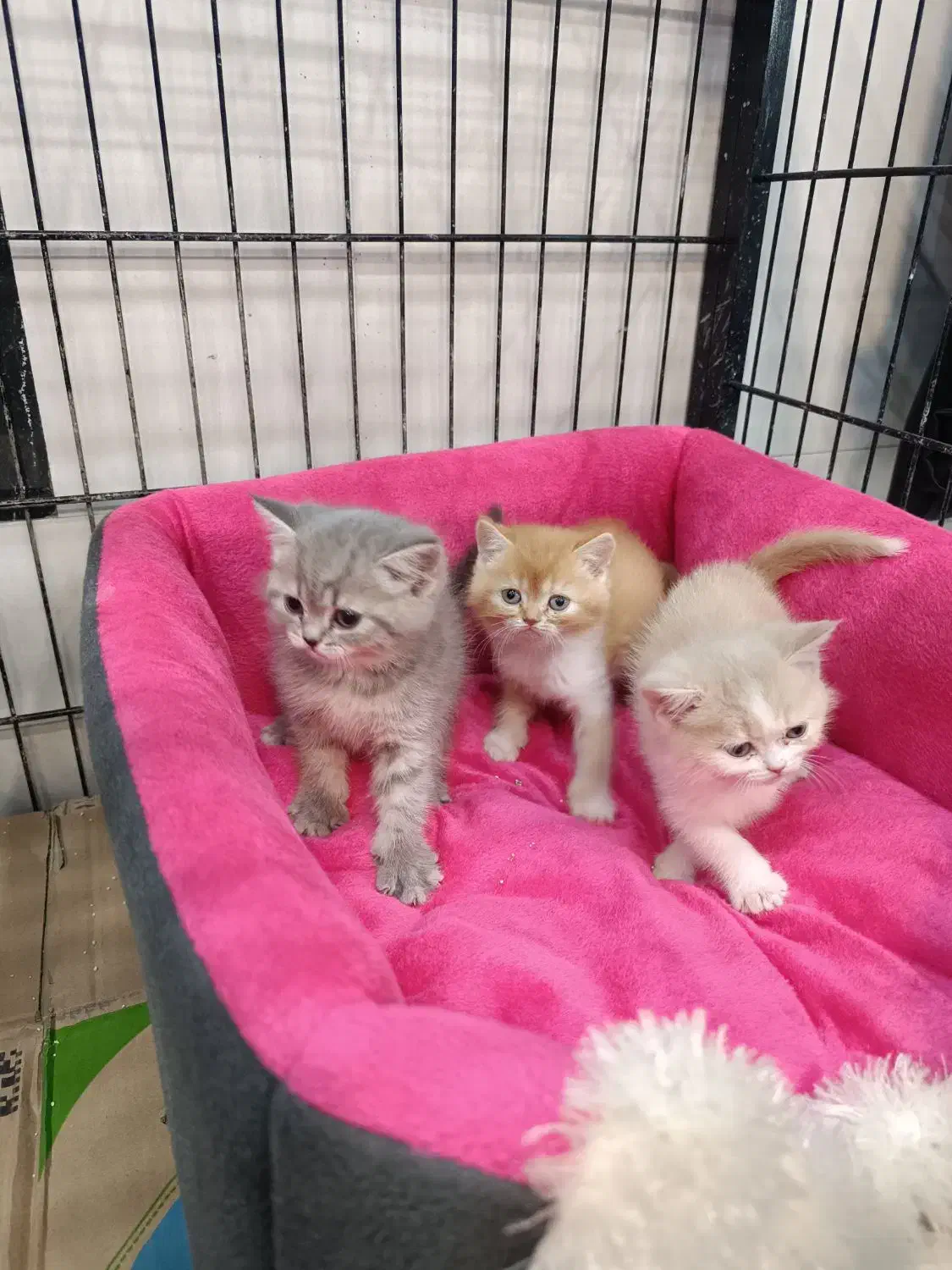 گربه.بریتیش اصیل|گربه|سقز, |دیوار