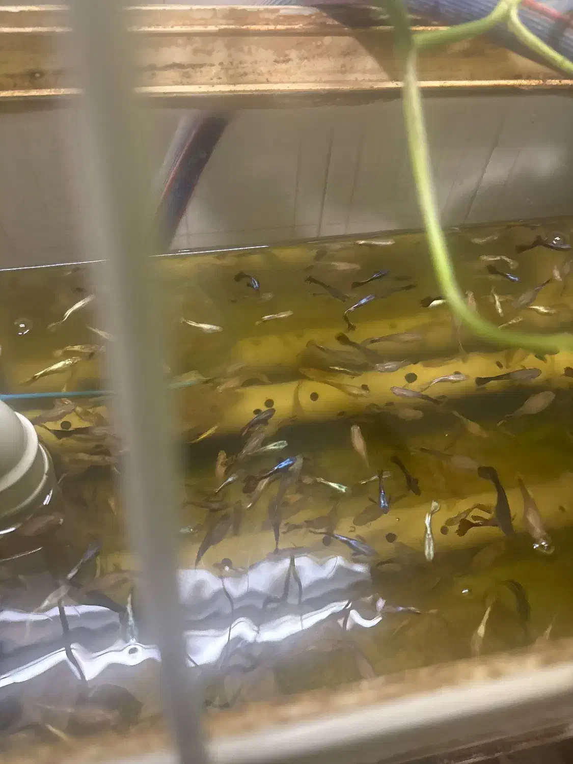 فروش عمده ماهی زینتی گوپی مولد سیستم اکواپونبک|ماهی|اصفهان, مارچین|دیوار