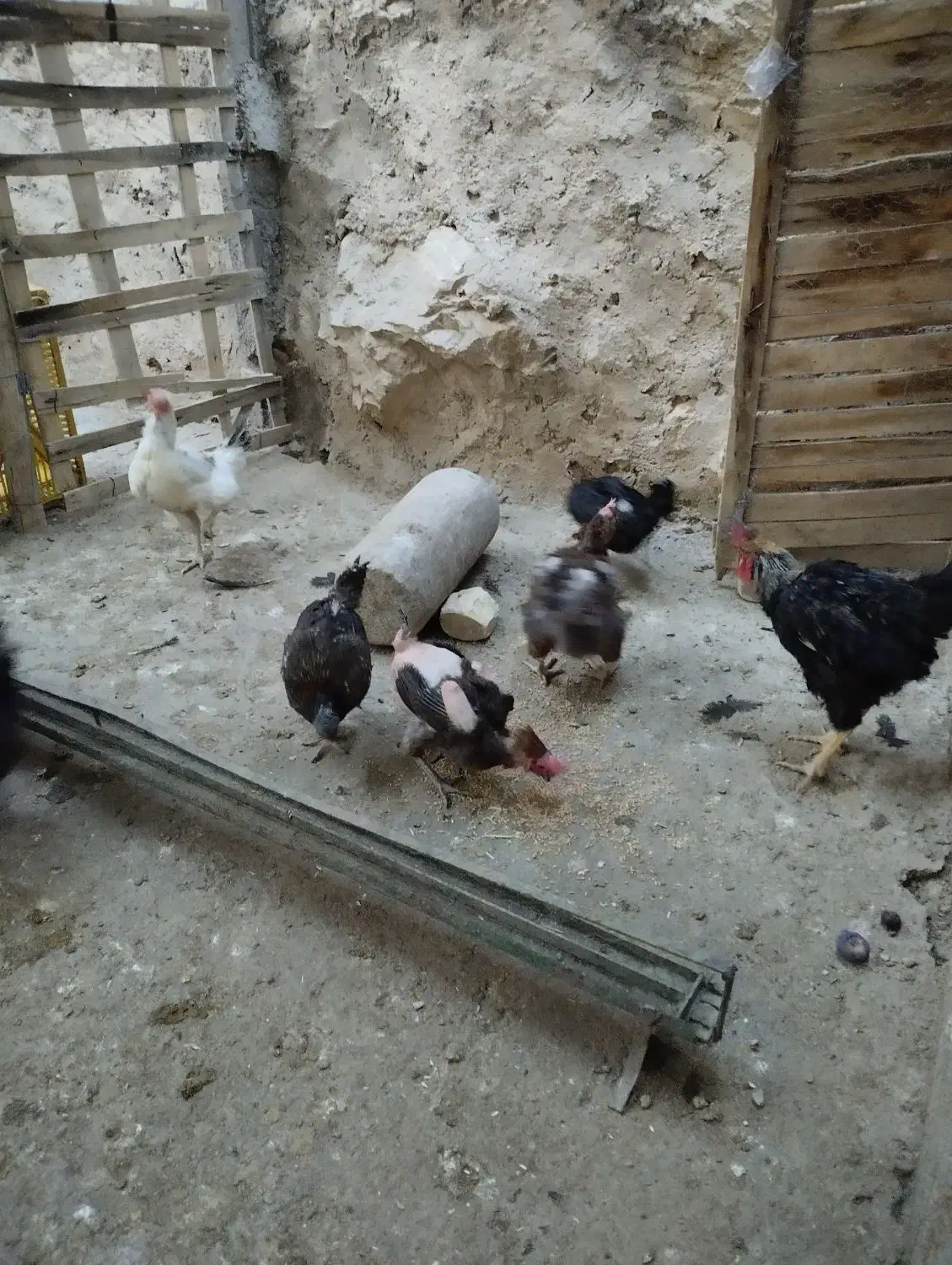 مرغ و خروس|حیوانات مزرعه|سیدان, |دیوار