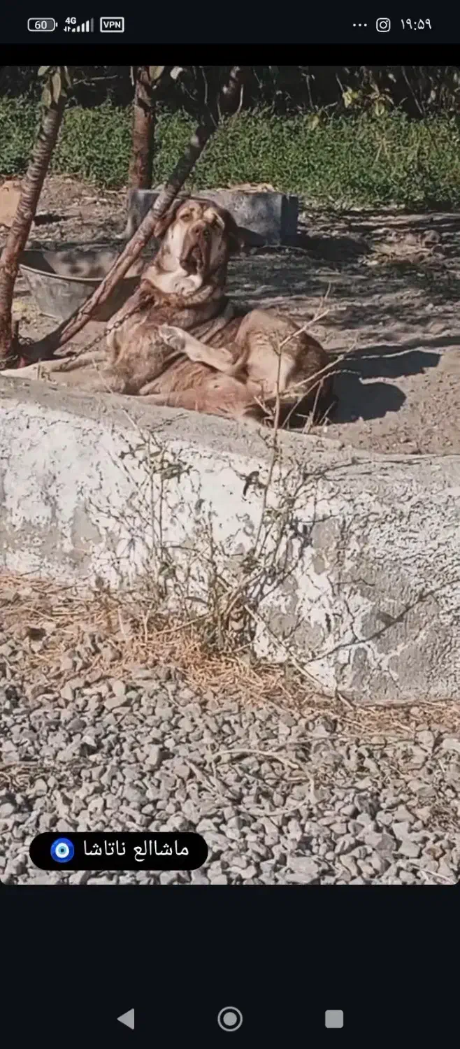 گمشده|حیوانات|ارومیه, |دیوار