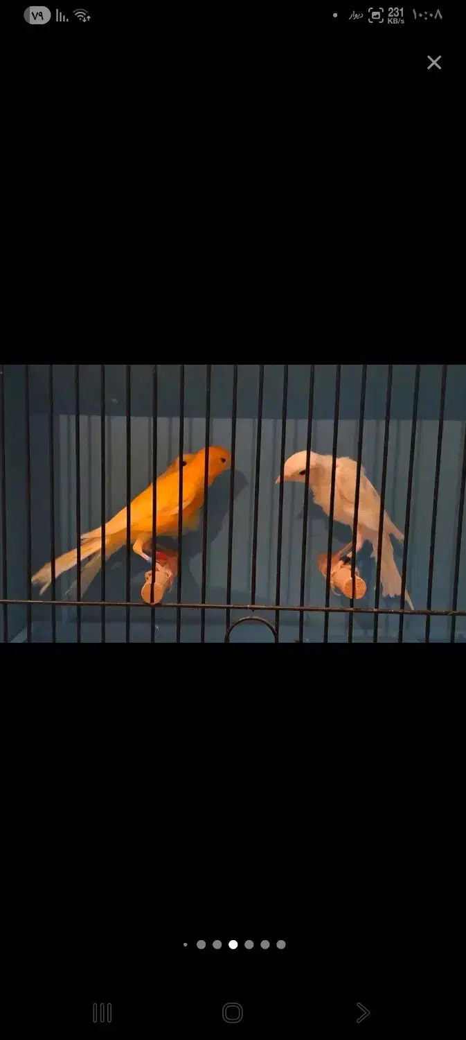 قناری|پرنده|تبریز, |دیوار