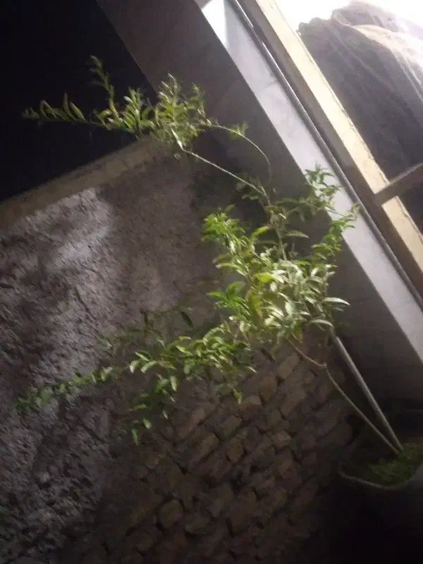 یک عدد گل شب بو|گل و گیاه طبیعی|زنجان, |دیوار