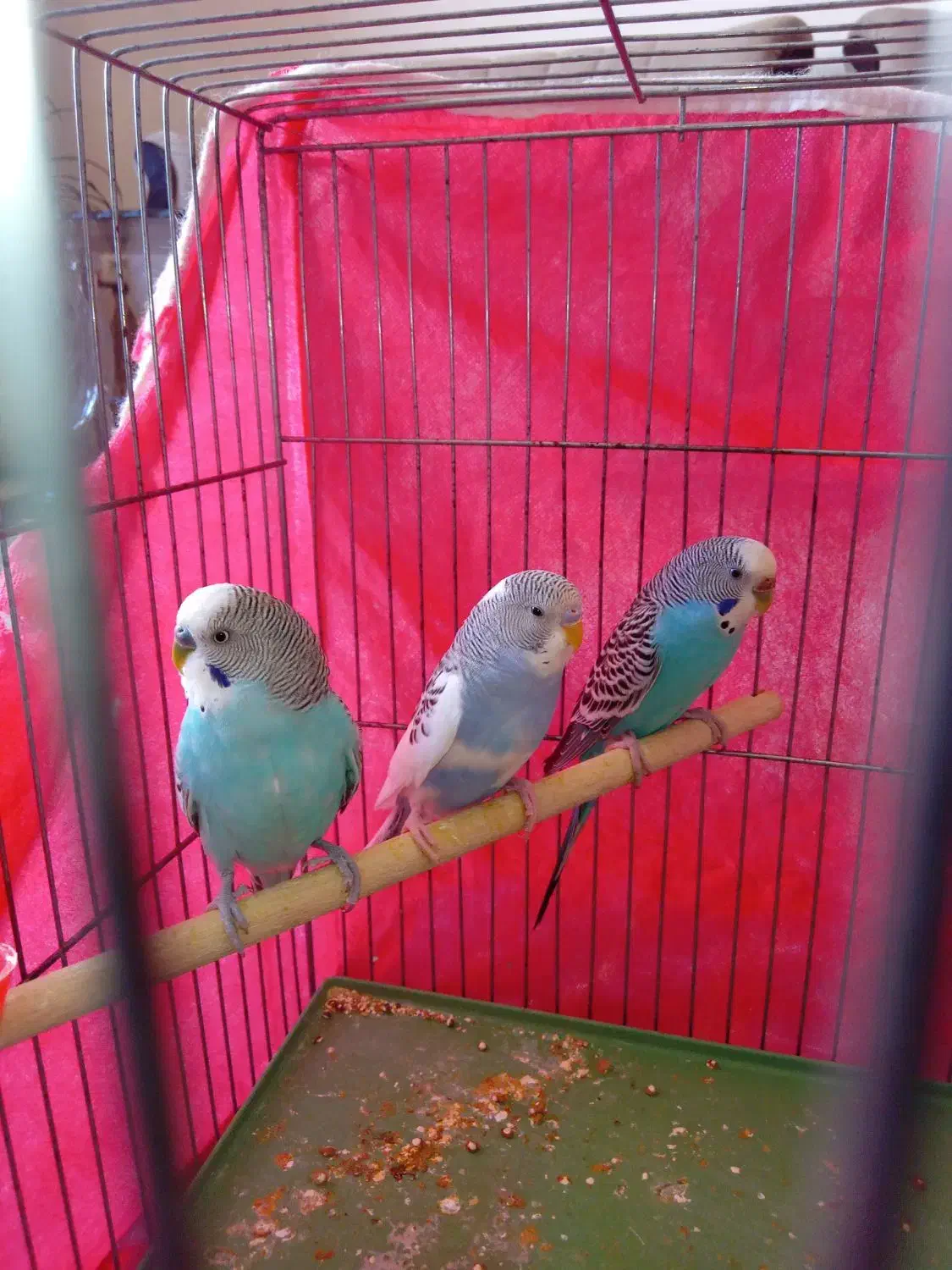 مرغ عشق دانه ای ۱۸۰هزار|پرنده|هشتگرد, فاز ۷ مهستان|دیوار