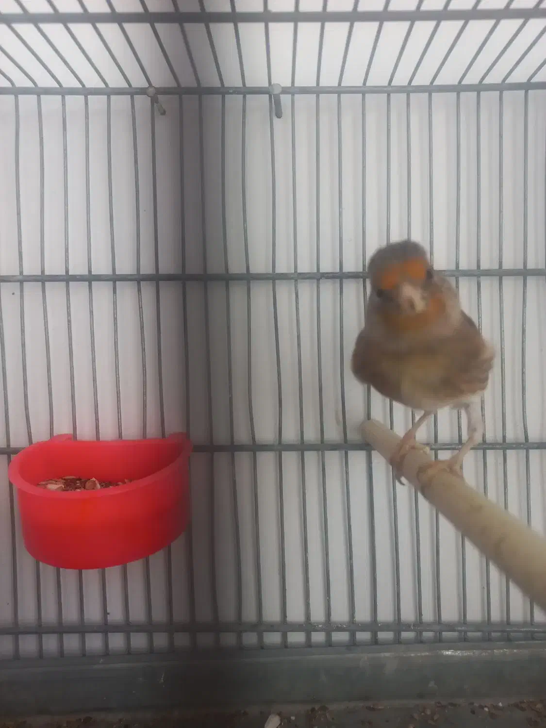 سهره قناری|پرنده|تهران, افسریه جنوبی|دیوار