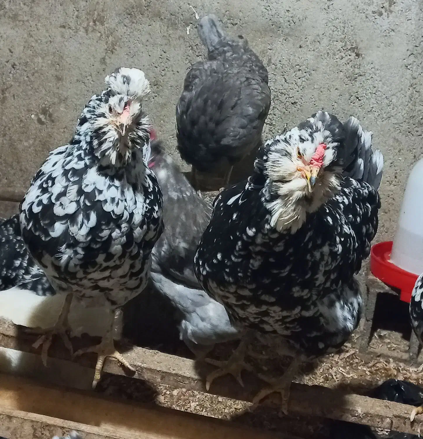 تخم مرغ گلین  فول|حیوانات مزرعه|آزادشهر, |دیوار