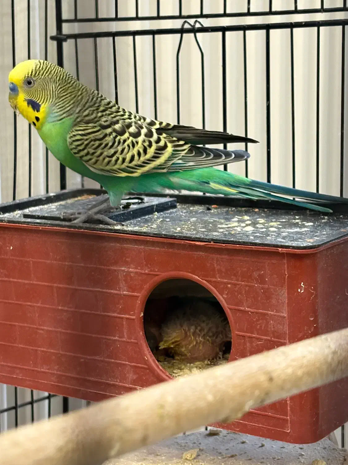 جفت مرغ عشق بهمراه چهار جوجه|پرنده|مشهد, شهرآرا|دیوار