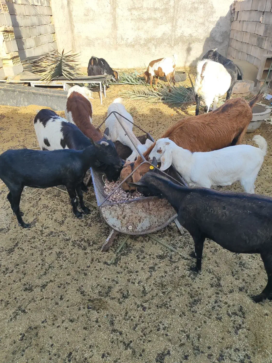 فروش پنج عدد بز و یک عدد چپش دورگ کاموری|حیوانات مزرعه|بافق, |دیوار