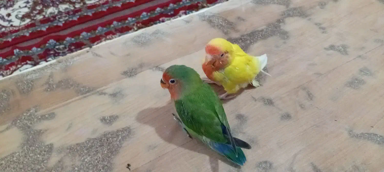 طوطی برزیلی سرلاکی|پرنده|آستارا, |دیوار