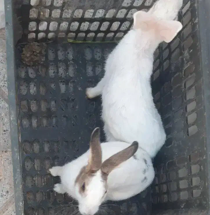 خرگوش|موش و خرگوش|بیرجند, |دیوار