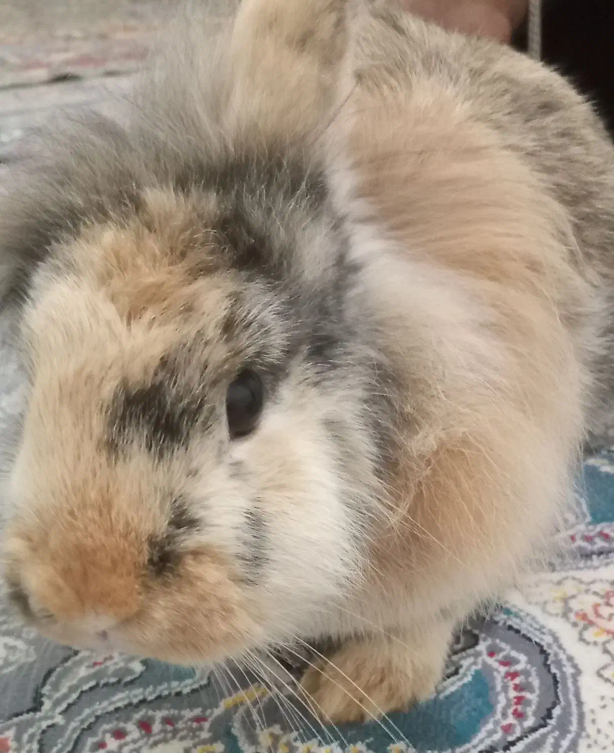 خرگوش لوپ سالم|موش و خرگوش|نیشابور, امام|دیوار