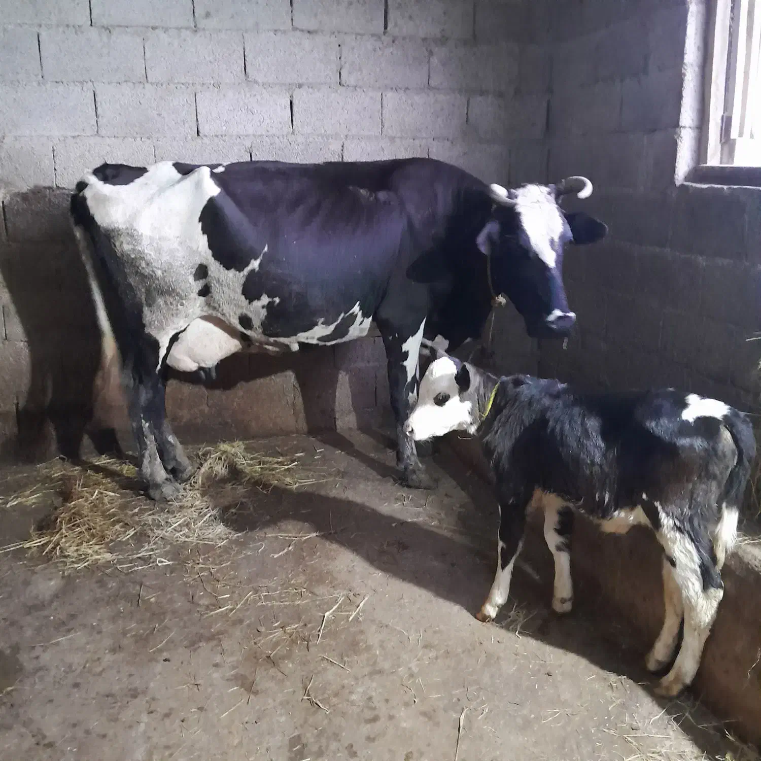 گاو با گوساله گوساله لیشه|حیوانات مزرعه|رشت, پیرکلاچای|دیوار