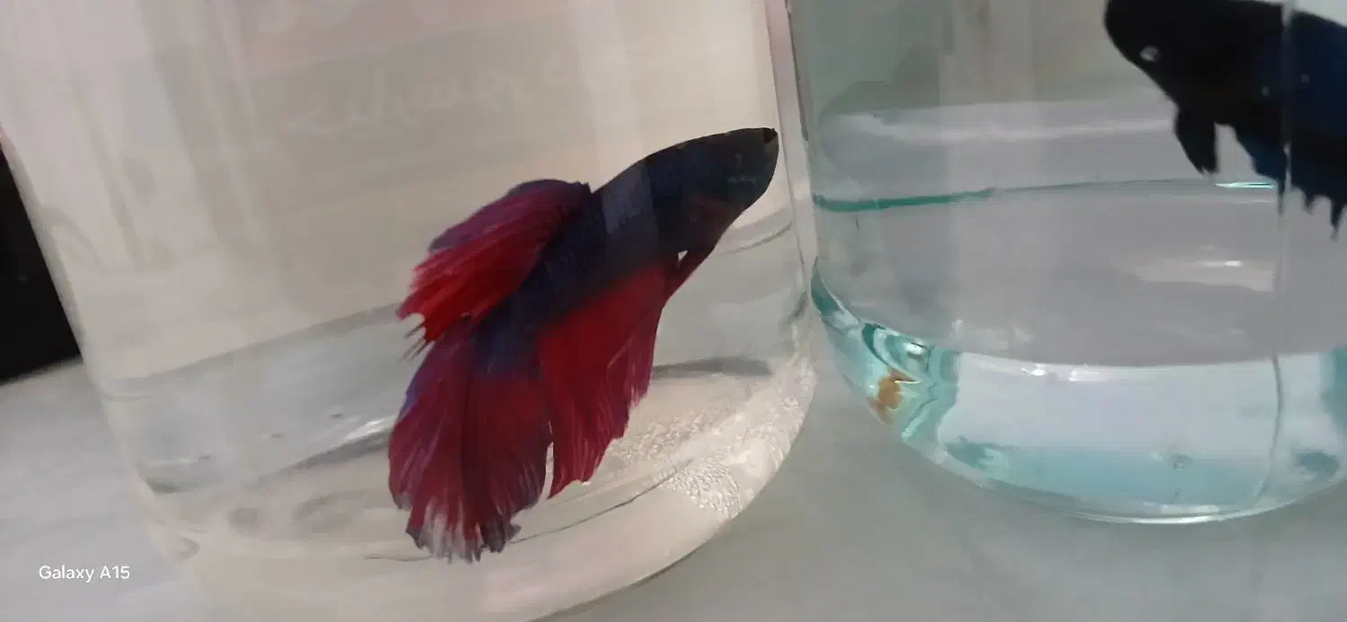 ماهی فایتر جفت|ماهی|کرمانشاه, |دیوار