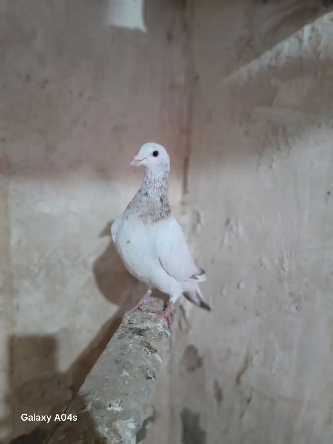 کبوتر هفرنگ|پرنده|بشاریات, |دیوار