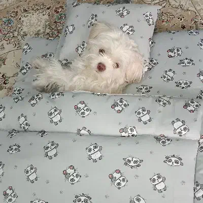 حیوان|سگ|اسلامآباد غرب, |دیوار