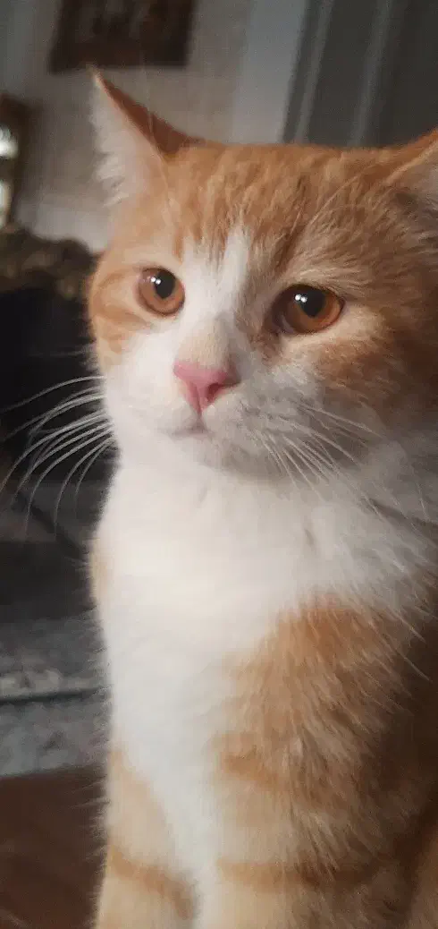 واگذاری گربه نر با لوازم|گربه|مشهد, رضاشهر|دیوار