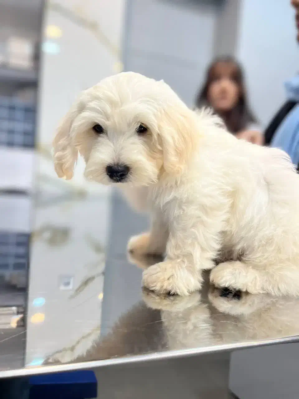 سگ تریر|سگ|رشت, پل تالشان|دیوار