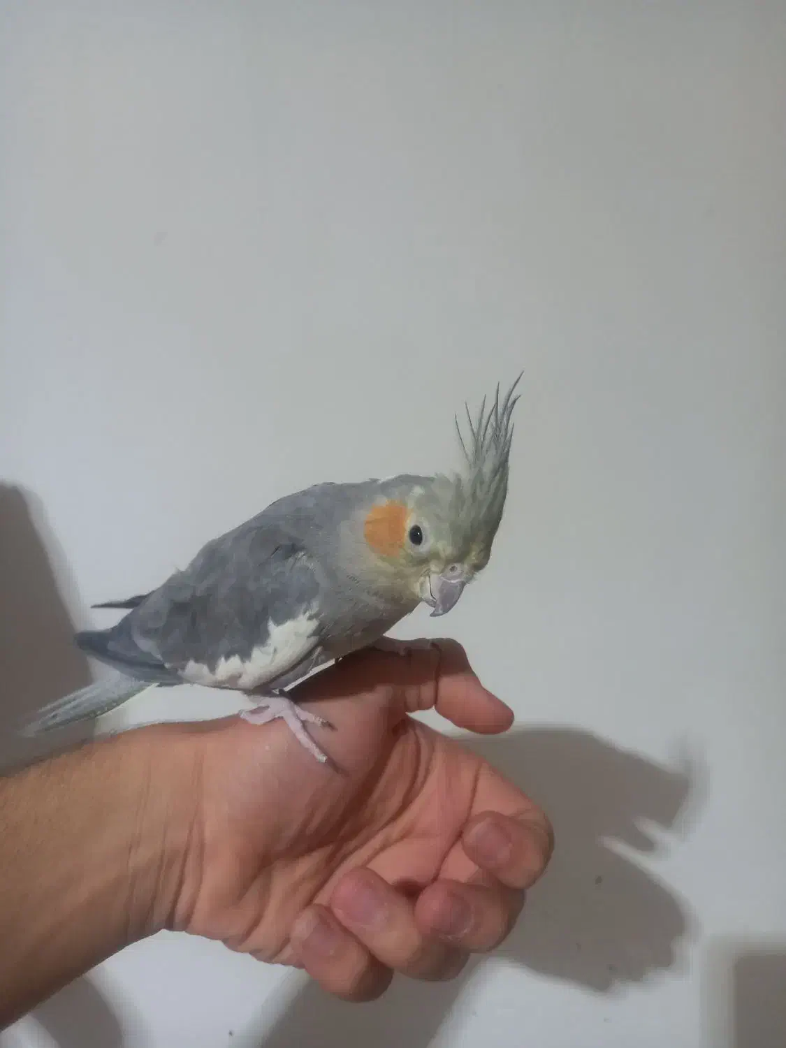 عروس هلندی نر و ماده|پرنده|هشتگرد, سیف آباد|دیوار