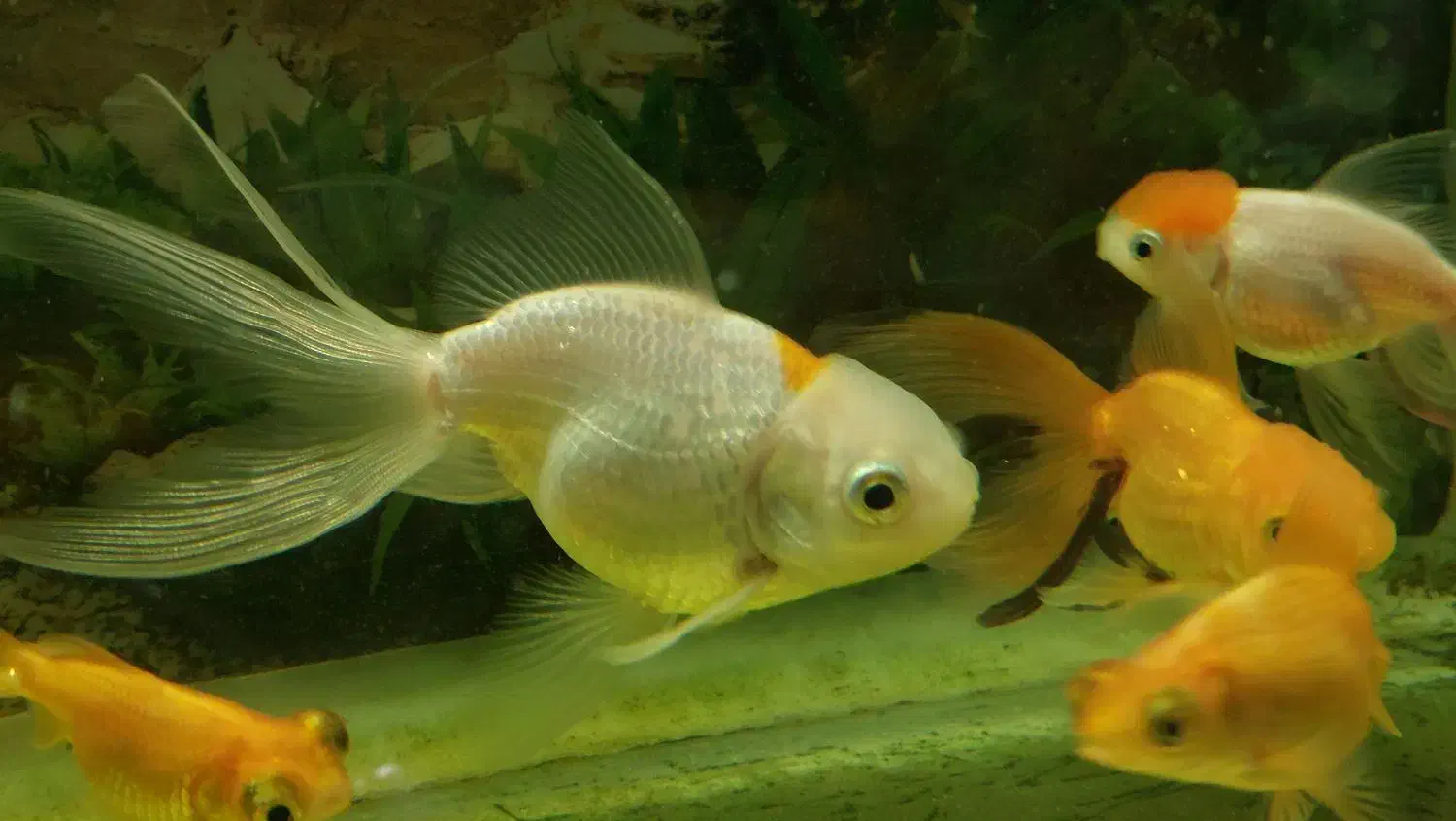 تعدادی ماهی گلدفیش|ماهی|اسلامشهر, مطهری|دیوار