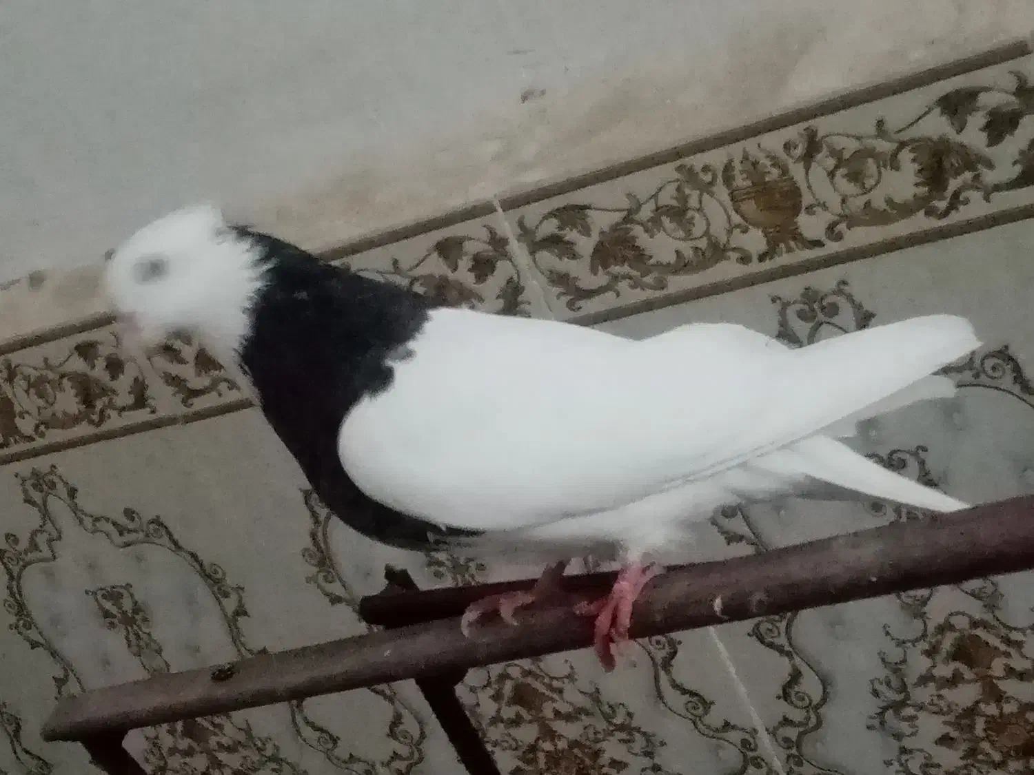 شادگان سعدی|پرنده|شادگان, |دیوار
