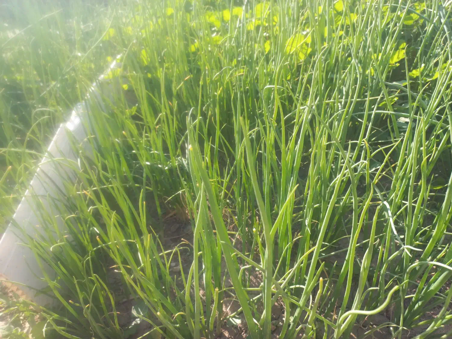 نشا پیاز|گل و گیاه طبیعی|دهدشت, |دیوار