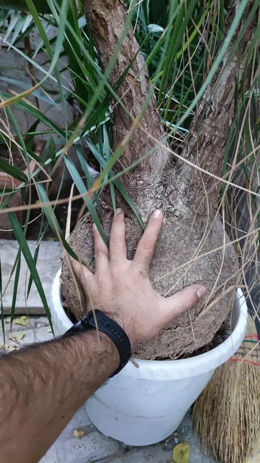 درختچه گلدان لیندای دوقلوی ۳۷ ساله|گل و گیاه طبیعی|تهران, عباسآباد|دیوار