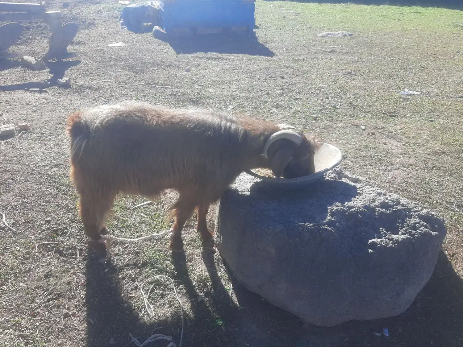 بز نر برای قصابی|حیوانات مزرعه|اردبیل, |دیوار