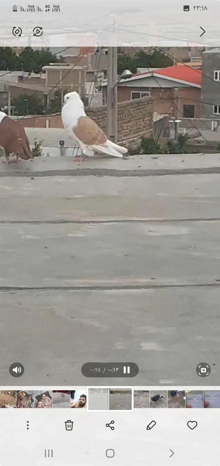 دوبال زرد سوسکی بزک دوعدد کربلایی سرخ خون سینه|پرنده|گالیکش, |دیوار