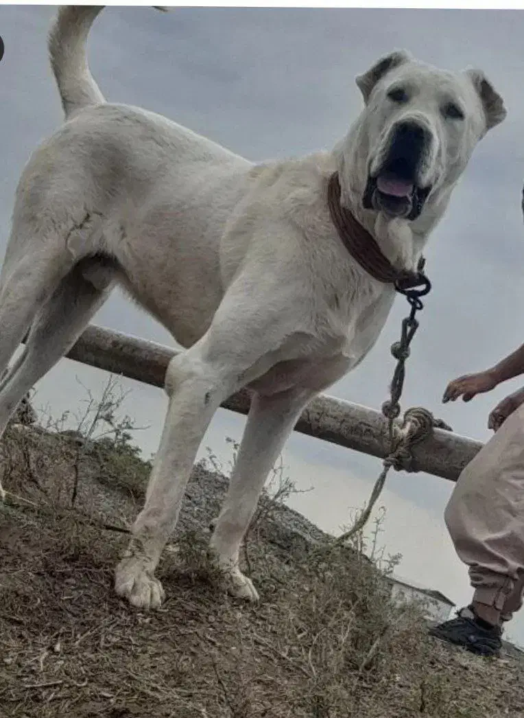 آلابای روس اصیل با ضمانتنامه|سگ|اصفهان, میرعماد|دیوار