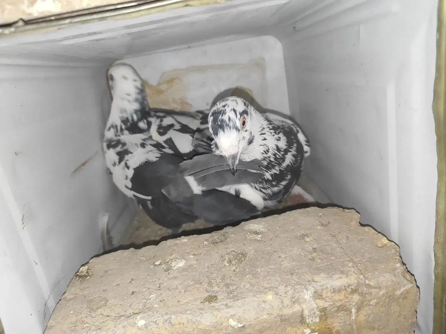 تعدادی کبوتر بزک تهرونی کاشونی شازده پلاکی|پرنده|شهرضا, |دیوار