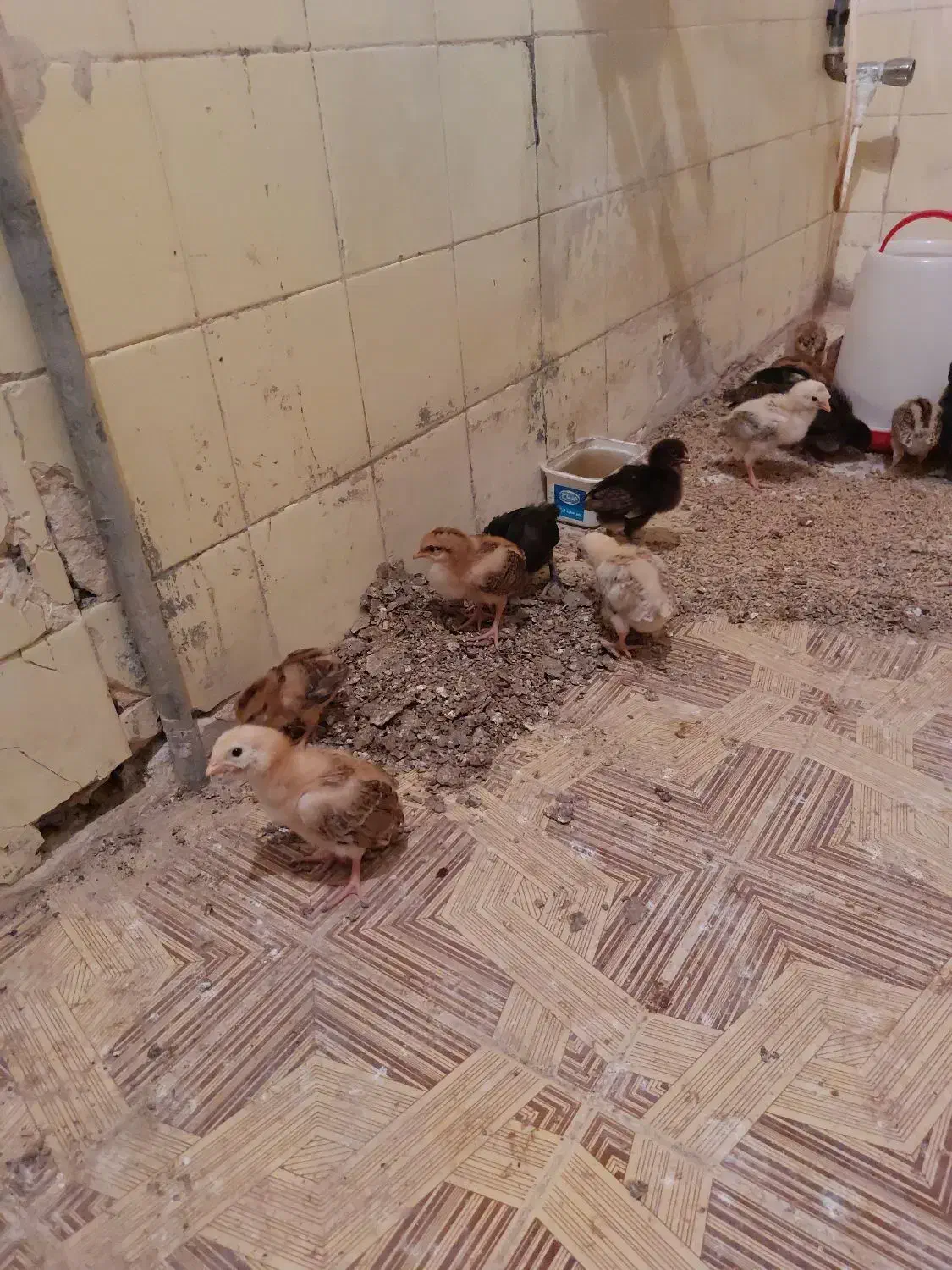 جوجه مرغ|حیوانات مزرعه|فردوس (خراسان), |دیوار