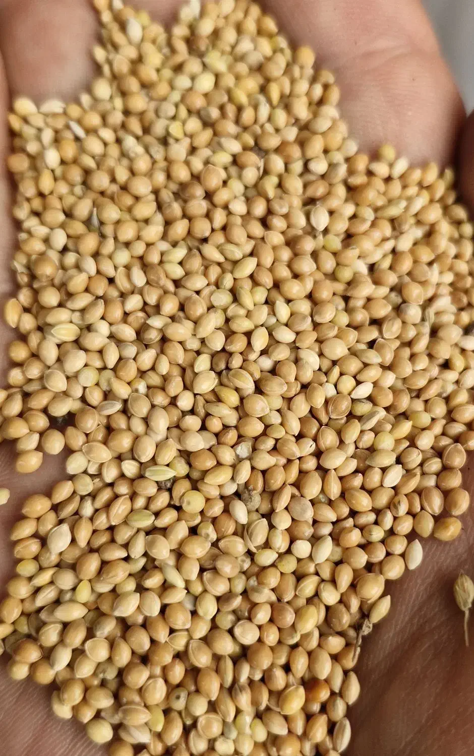 ارزن|عمده‌فروشی|اصفهان, براآن شمالی|دیوار