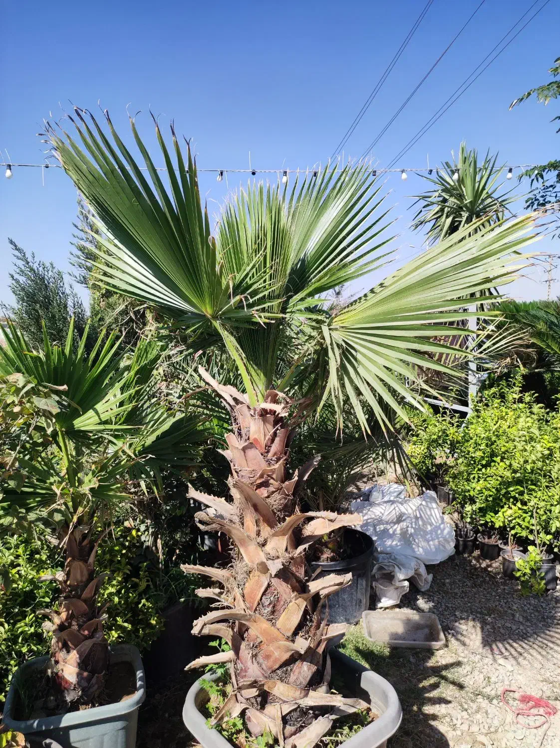 نخل سیکاس ،نخل پالم ،نخل فنیکس|گل و گیاه طبیعی|رباط‌کریم, انجم آباد|دیوار