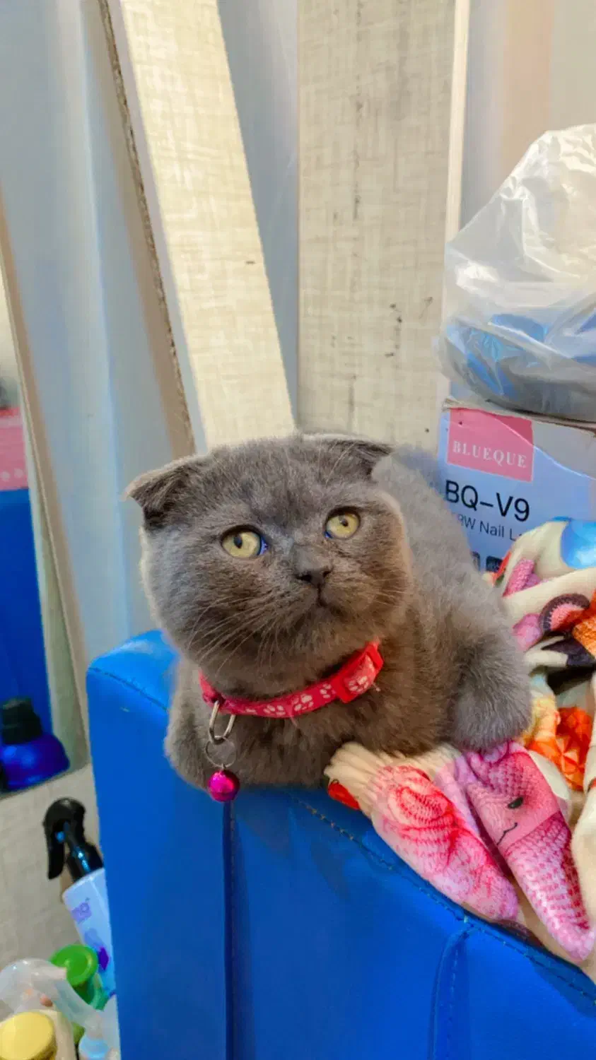 گربه|گربه|بندرعباس, |دیوار