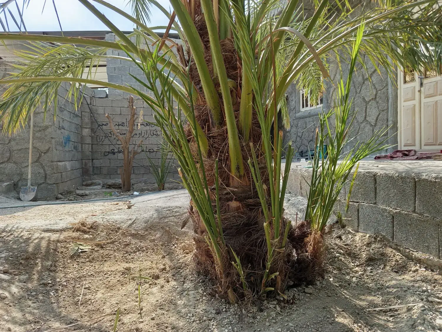 دمیت حاج باقری اصل|گل و گیاه طبیعی|وحدتیه, |دیوار